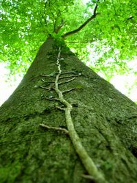 Low angle view of trees in forest