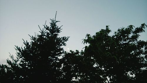 Low angle view of trees against clear sky