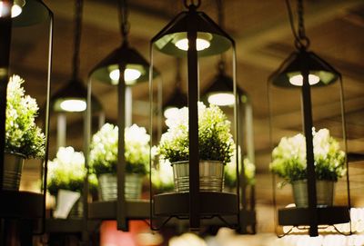 Illuminated potted plants on table at home