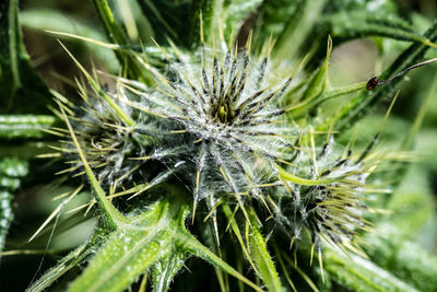 Close-up of dandelion on plant