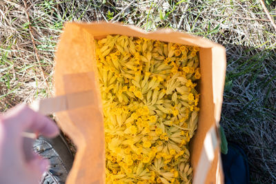 Picking light yellow cowslip flowers on a meadow during spring. natural herbal tea.