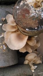 High angle view of shells in container