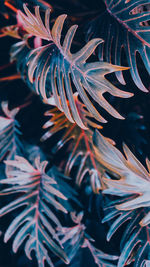 Close-up of leaves