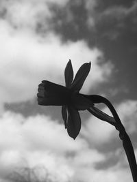 Close-up of plant against cloudy sky