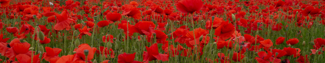 Close up of red poppy flowers on flanders field for remembrance nature texture background