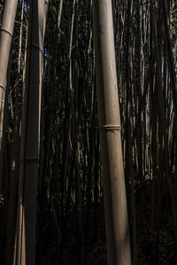 Close-up of bamboo trees in the forest