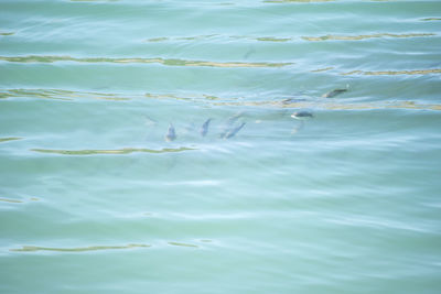 Close-up of jellyfish swimming in sea against sky