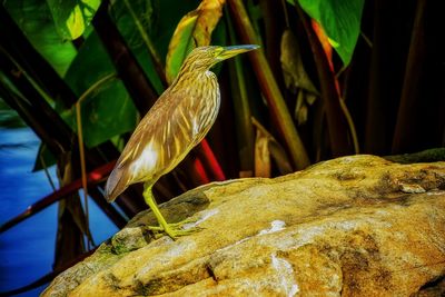 Close-up of pelican perching on leaf