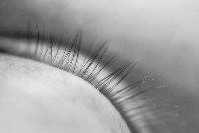 Macro shot of human eye