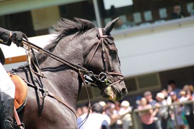 Side view of a cropped jockey and horse