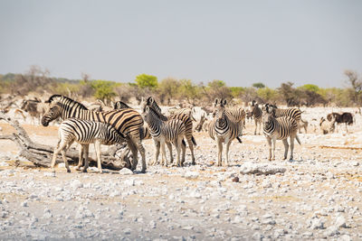 Zebra zebras