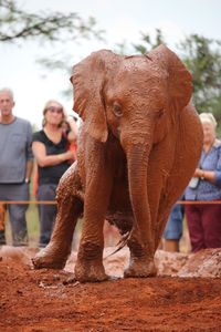 Full length of elephant standing outdoors