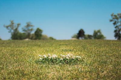 Surface level of grass on field against clear sky