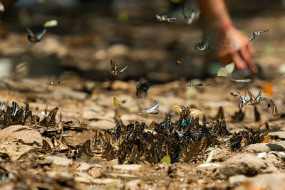 Close-up of plants on field