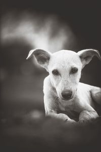 Close-up portrait of dog against wall