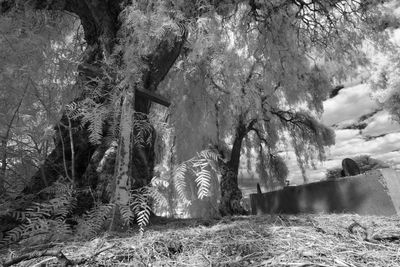 Scenic view of trees by river