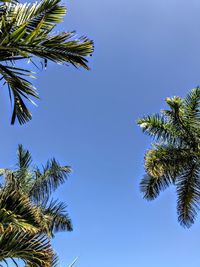 Low angle view of palm tree against clear blue sky