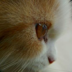 Close-up of cat