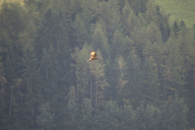 Bird flying amidst trees in forest