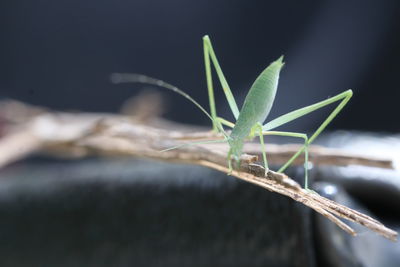 Close-up of insect on leaf