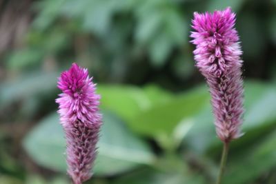 Close-up of pink flowering plant on field