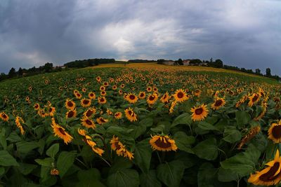 Scenic view of sunflower field against cloudy sky