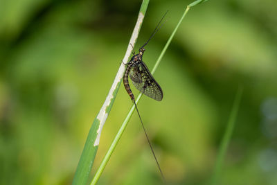 Close-up of butterfly on grass