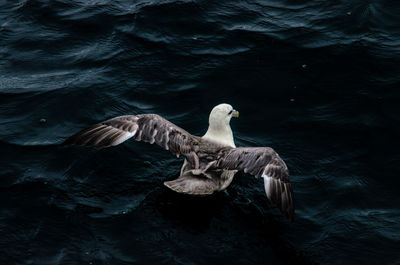 Seagull on the north atlantic ocean.