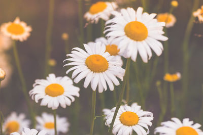 Close-up of white daisy flowers