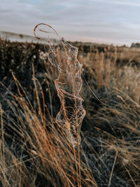 Close-up of wilted plant on field against sky