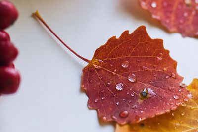 Close-up of water drops on red leaf