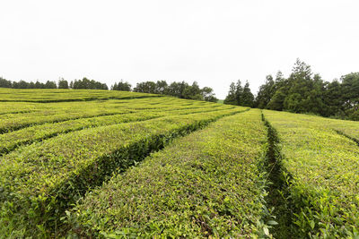 Scenic view of agricultural field against clear sky