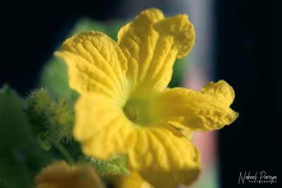 Close-up of yellow flower blooming outdoors