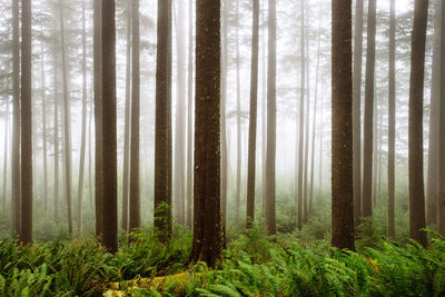 Pine trees in forest