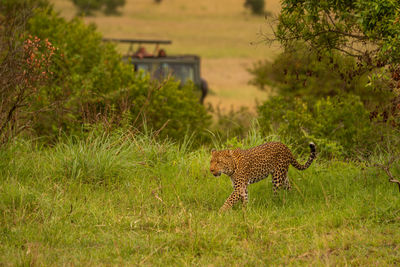 Leopard walks between trees with truck behind