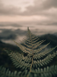 Close-up of fern leaves against sky during sunset