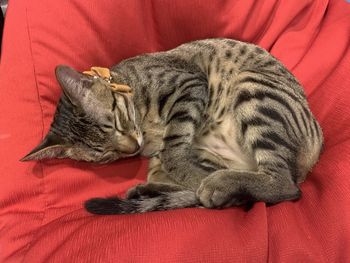 Cat sleeping on bed