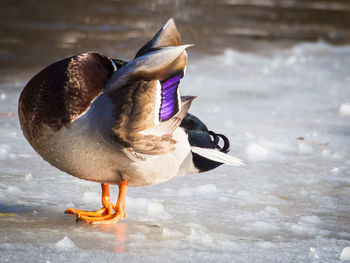 Close-up of a duck in a lake