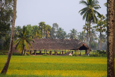 Panoramic view of palm trees in field