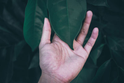 Close-up of hand touching leaf