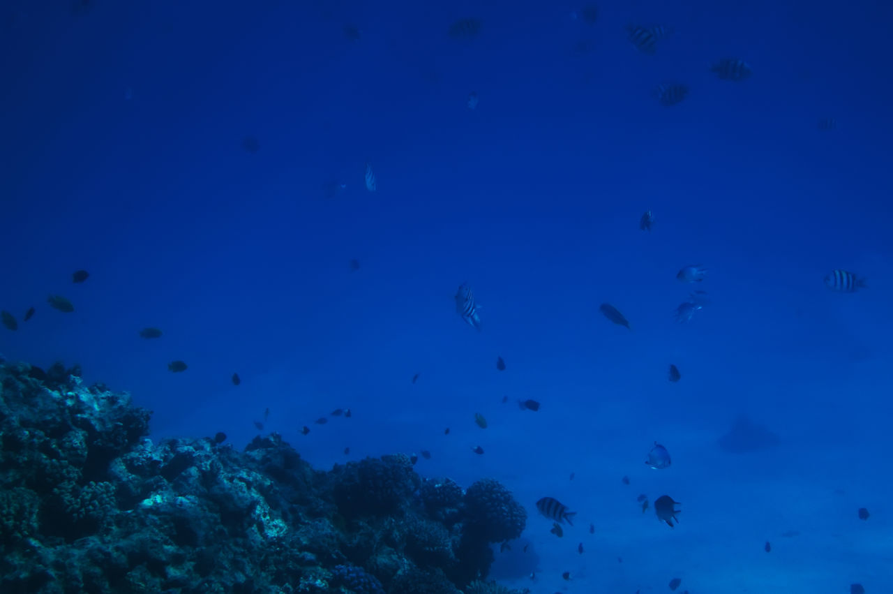 FISH SWIMMING IN SEA