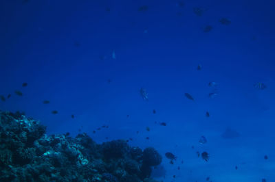 View of fish underwater