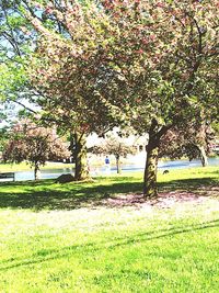 Trees on landscape