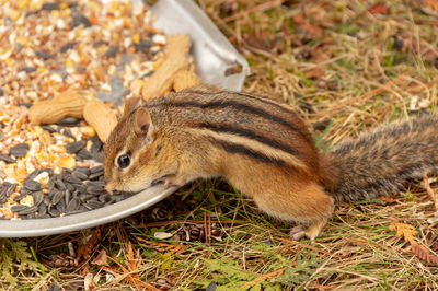 High angle view of squirrel on field