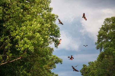 Low angle view of bird flying against trees