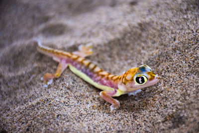 Close-up of lizard
