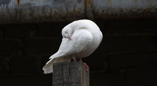 Close-up of seagull perching on wooden post