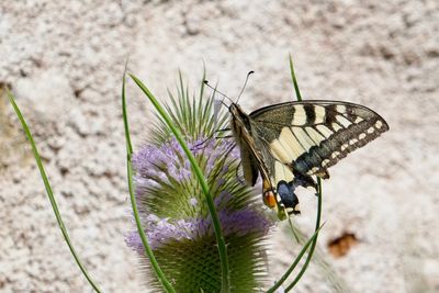 Close-up of butterfly pollinating on purple flower