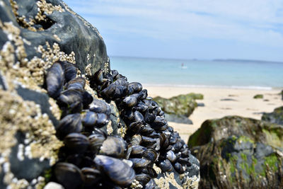 Close-up of shells on rocks at beach against sky