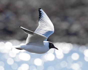 Seagull flying